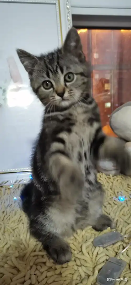 英短和美短串出来的猫大概能卖多少钱