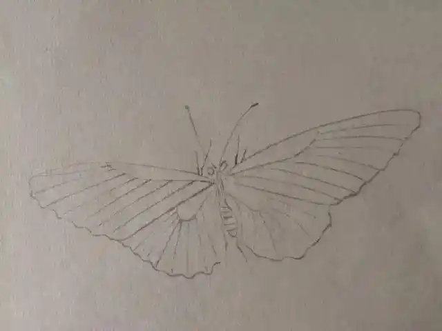 图文教程 | 一只工笔蝴蝶的设色过程示范 一学就会