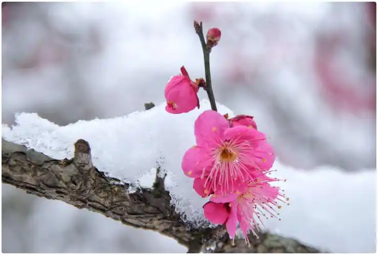 梅花傲雪迎春