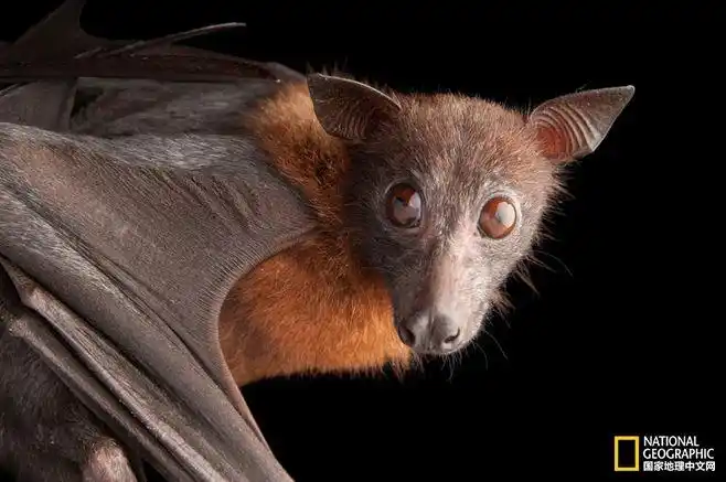 蝙蝠感谢日:16张照片带你进入蝙蝠世界