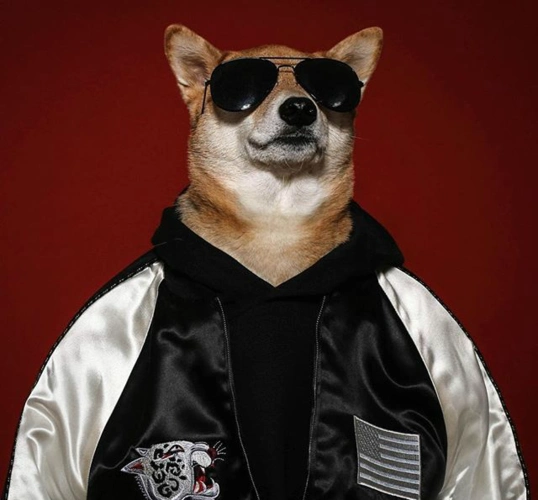 世界上最时髦的狗,行走的潮流icon|i控|墨镜|皮衣_新浪新闻