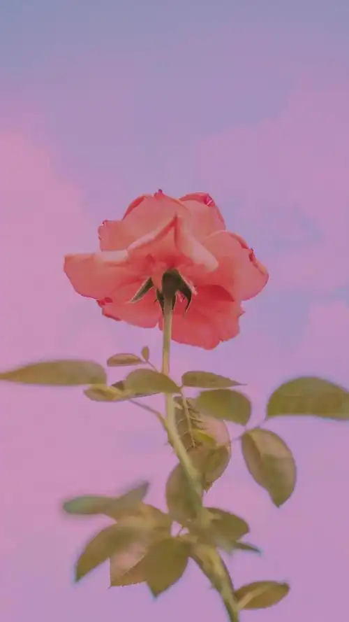 玫瑰花浪漫意境唯美写真