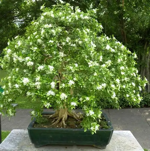 清奇古态,树姿秀雅,浓香扑鼻,难得一见的九里香盆景