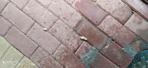 小区到处都是狗屎