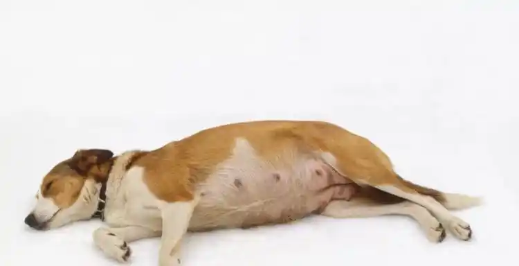 如何照顾怀孕中的狗狗?