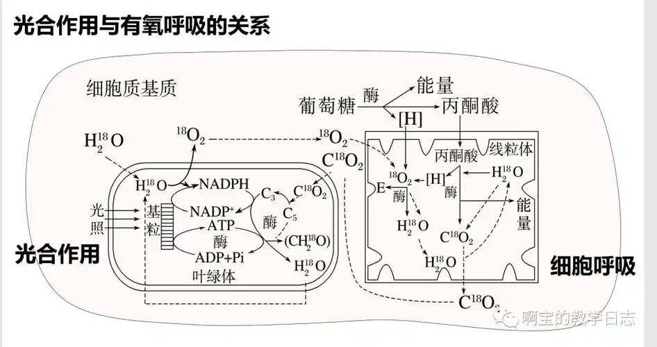 高中生物一轮复习——光合作用和细胞呼吸的综合分析(1)