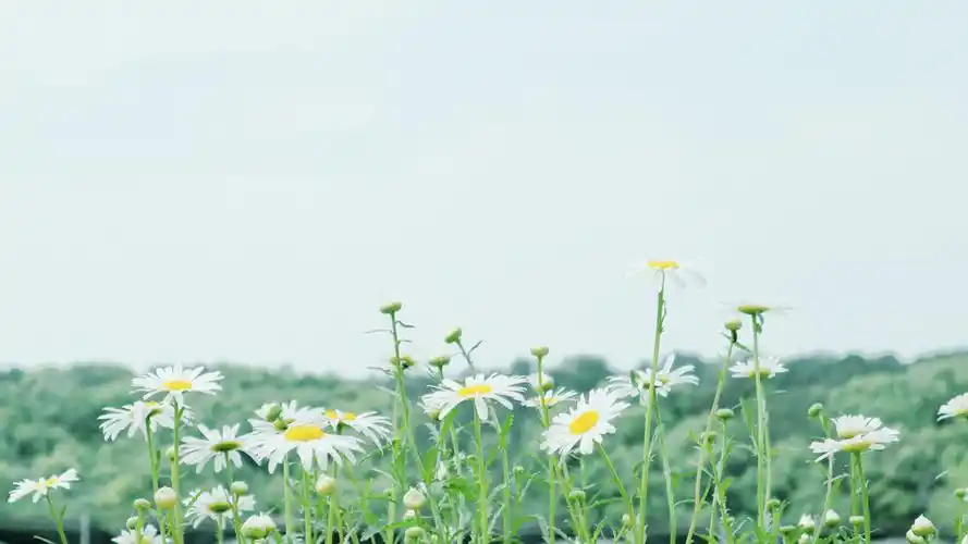 清爽春日风光摄影高清桌面壁纸