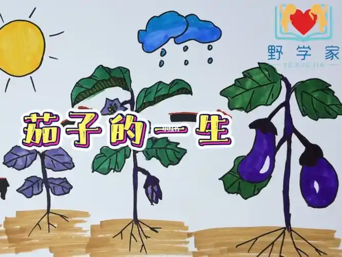 茄子是怎么长大的呢百科知识简笔画