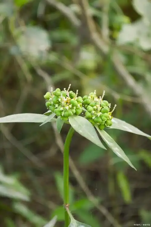 香薷:清新芳香,室内养护的好伴侣