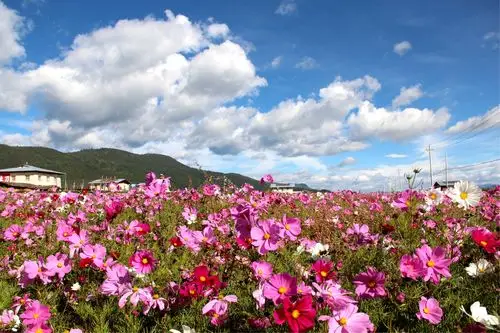 香格里拉醉美格桑花海 草原(骑行,烧烤) 普达措 虎跳峡品质二日游 580