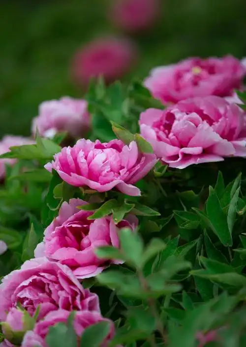 姹紫嫣红的牡丹花,图片大全,高清,图库-回车桌面