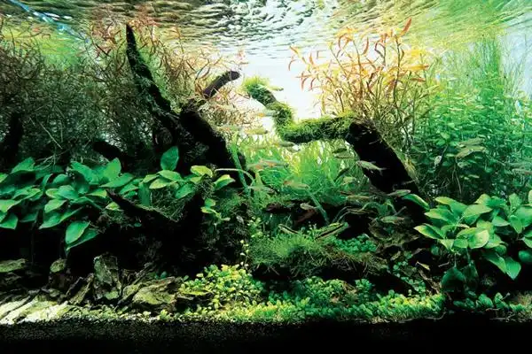 创意超白鱼缸水景造景欣赏