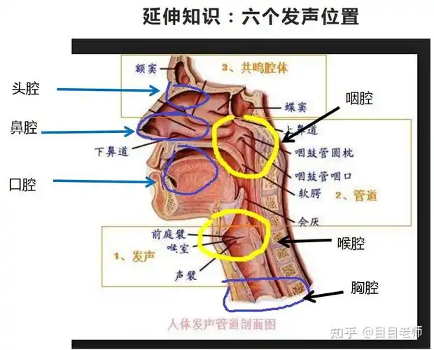 为什么我的"混声"唱起来像稍微强一点的假声? - 知乎