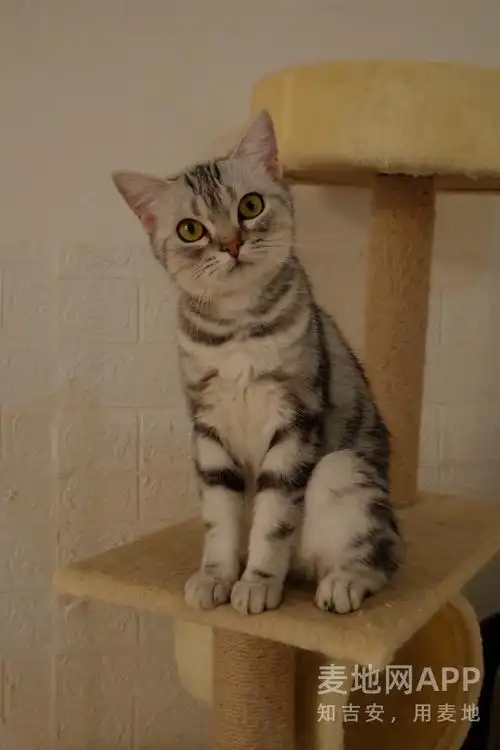 美短猫虎斑猫英短猫