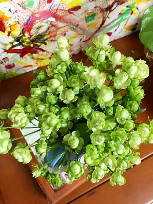 水灵花园埃克克莱尔闪电绿色月季微月丰花可爱绿植