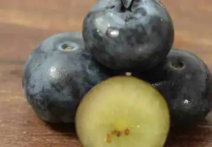 如果一盒蓝莓中,有的蓝莓底部流出了粉红色的液体,就说明这个盒蓝莓中