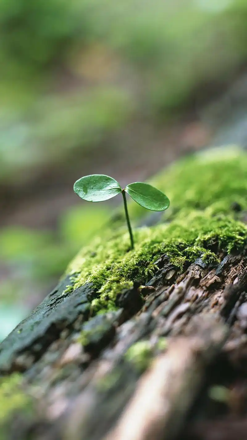 小清新绿芽护眼手机壁纸