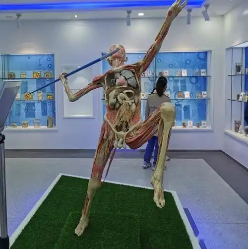 "隐居"在安医大的人体科学馆,博物馆,你最想去哪一个?_标本