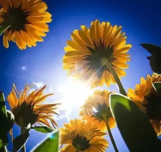 与高人为伍,与善者同行.传递温暖,传播正能量,让生活充满阳光.