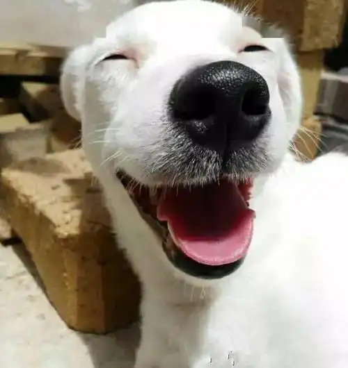 这只汪星人的笑容太有感染力,温暖而治愈!