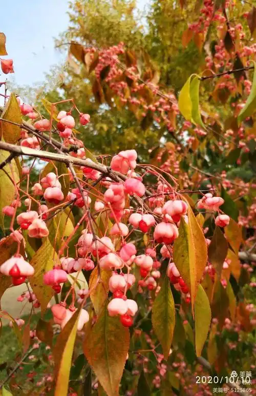 卫矛的果实是鲜艳的红色,外面有一层淡红色的果皮,果皮裂开后,里面有