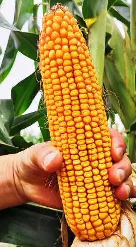 矮秆超级玉米,耐密植又耐稀植,九抗牌〔金花九号〕,株高2米~2.2米