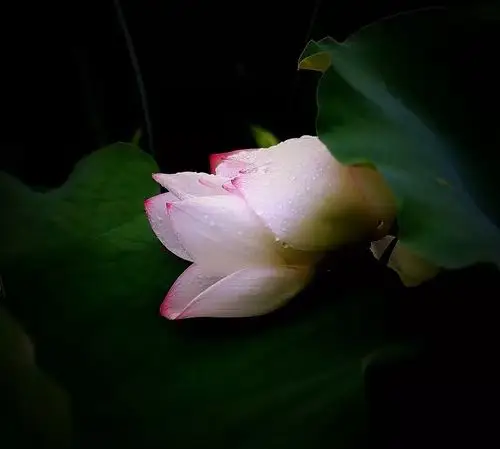 行走在荷塘边,是歌,是诗,亦是画,观一朵荷花的超凡脱俗,将唯美摄入