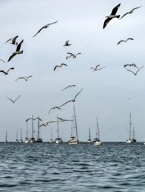 为什么海鸥总追着轮船飞?