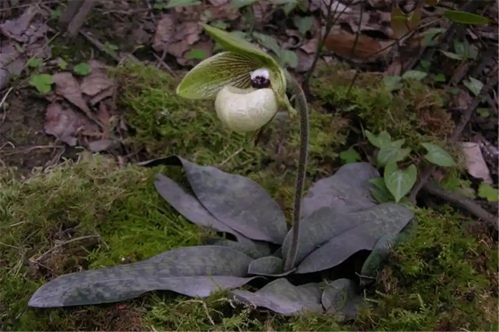 原创云南悬崖上发现原始兜兰,国际兰展上获得过金奖,野外已难觅其踪