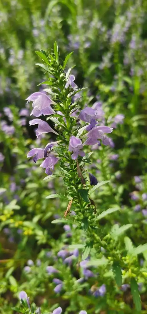 香青兰1让胡路区