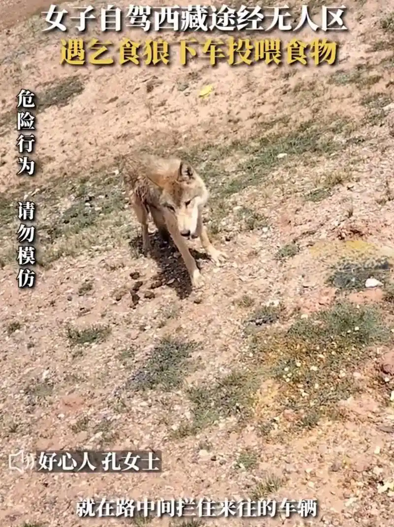 女子无人区遇狼乞食,竟想下车投喂!