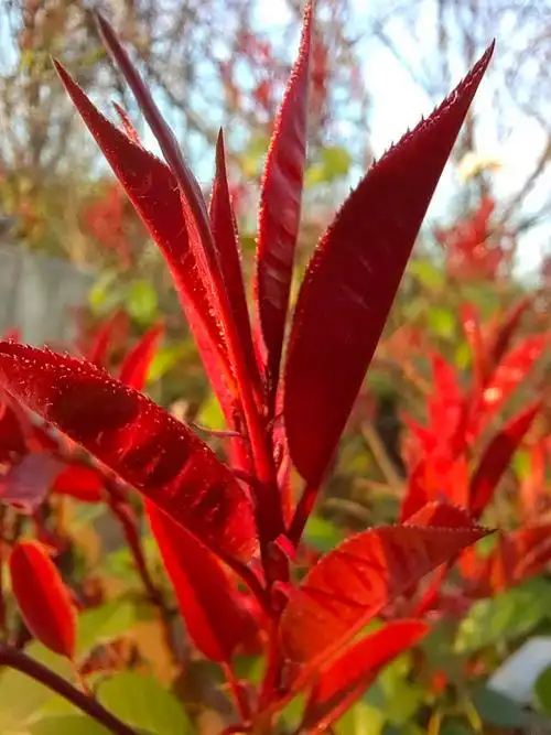 红叶相衬,金辉洒满,生命之美,宁静自在. <a c