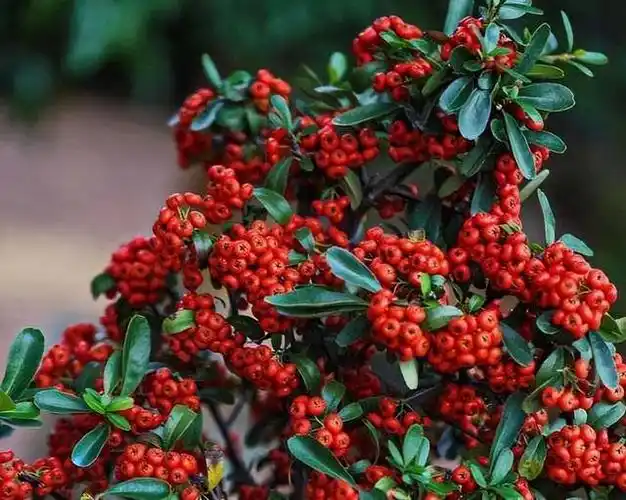 精品盆栽——火棘