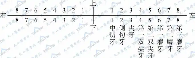 牙的萌出及临床牙位记录方法