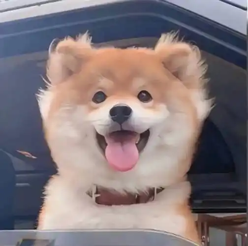 沙雕头像 | 如果有人问你对象是谁_微信_姓氏_壁纸