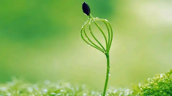 谁家新燕啄春泥带你去看名家笔下的十里春光