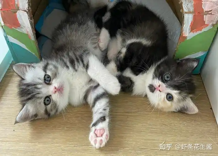 美短和加菲能串吗? - 知乎