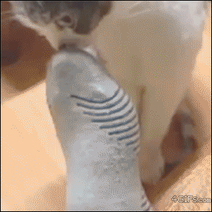 好奇闻了主人脚丫子一下立马就摆出各种惊奇表情的傻萌喵星人