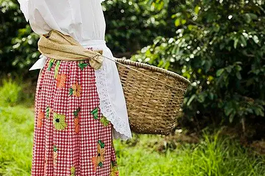 女人,工作,咖啡,种植园,圣荷塞,哥斯达黎加