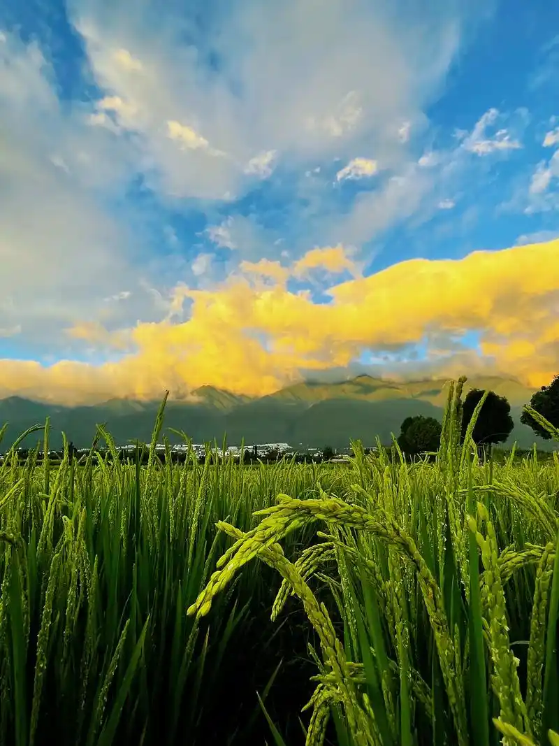 清晨·大理坝子 晨光中的大理坝子,清新,清静,清爽,随着光线 - 抖音