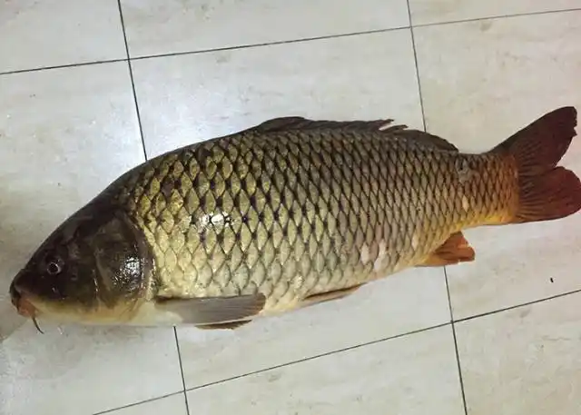 垂钓鲤鱼,不知道用什么饵好,那就试试这款自制饵