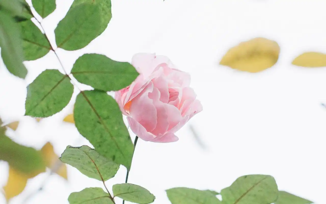 治愈系唯美花卉植物高清图片桌面壁纸