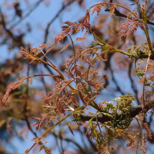 包邮木嫩芽木力芽木兰芽承德木莉芽1000g含水野生山野菜木立芽2袋