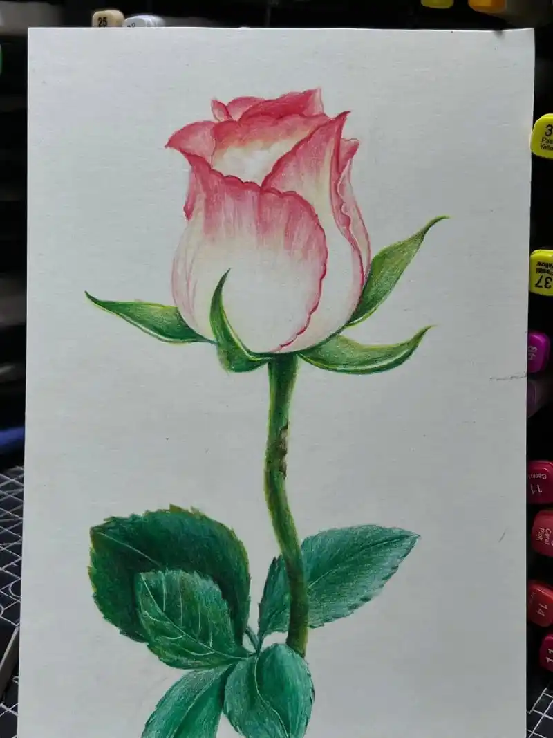 手绘彩铅玫瑰花.#苏苏老师1对1美术网课 #画画使我快乐 # - 抖音