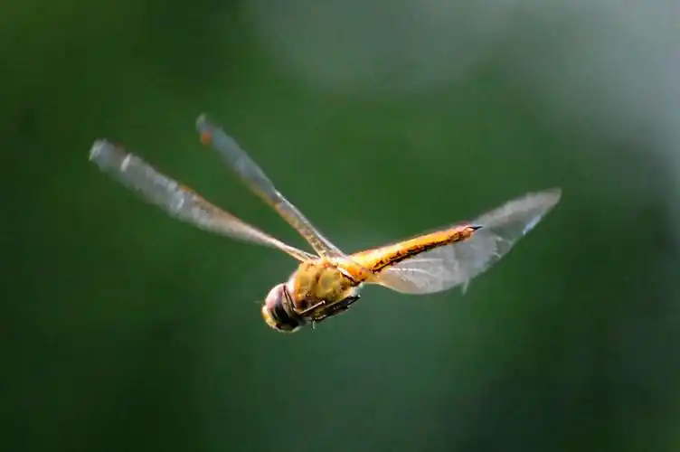 飞翔中的小蜻蜓