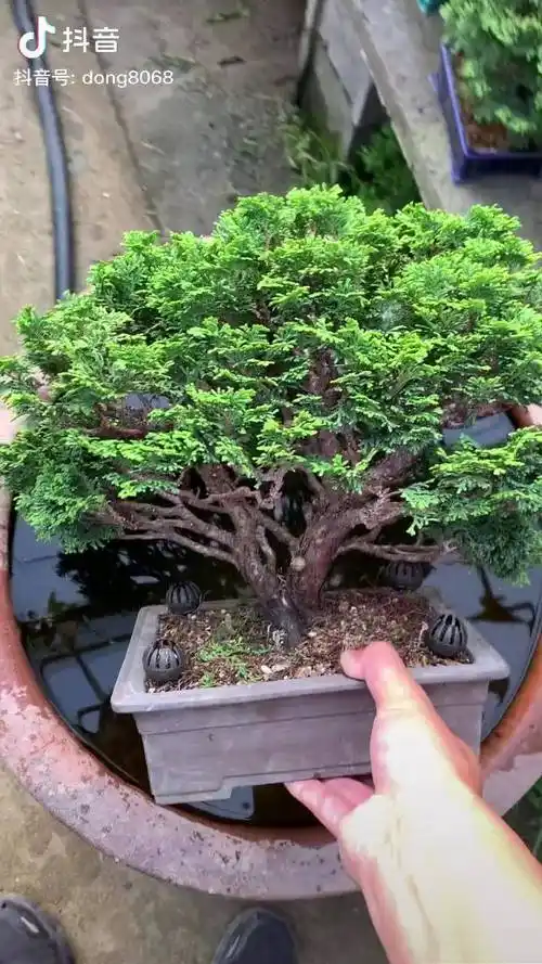 中品津山桧盆景盆景津山桧盆景