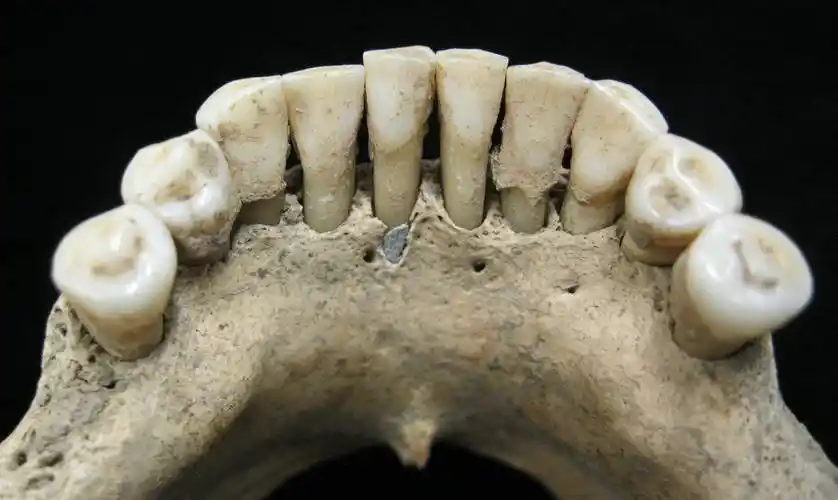 原创古人类的牙和我们一样吗隐藏在牙齿化石中的秘密