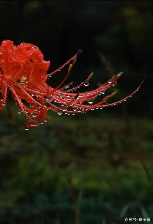 走向死亡国度的人,就是踏着这凄美的花朵通向幽冥之狱 彼岸花学名"