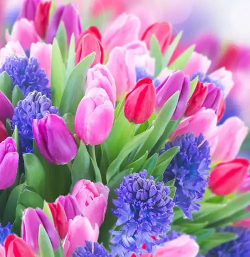 鲜花背景,美丽鲜花,花卉植物,漂亮花朵,粉紫色郁金香摄影,花草树木