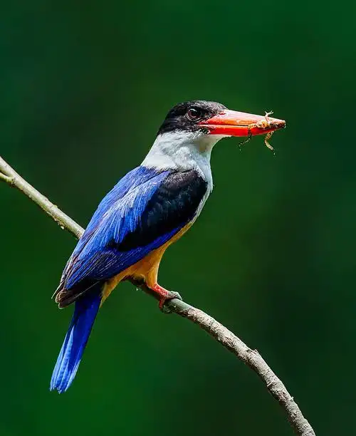 河南信阳拍鸟蓝翡翠鸟